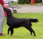 Flat coated retriever - pejsci s PP