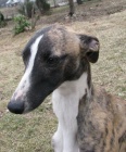 vipet-whippet