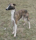 vipet-whippet