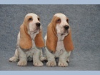 Bassethoud