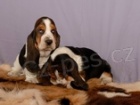 Bassethoud