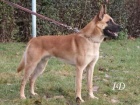 Belgick ovk malinois tata na prodej