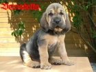 Bloodhound tata prodej