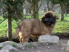 Leonberger - ttka s PP