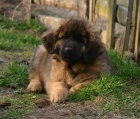 Leonberger - ttka s PP