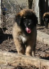 Leonberger - ttka s PP