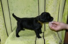 Flat coated retriever - posledn pejsci s PP