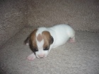 Jack Russell terier s PP