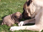 Bullmastiff ttka s PP