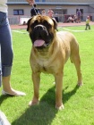 Bullmastiff ttka s PP