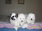 Coton de Tulear PP