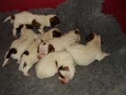 Jack Russell Terrier ttka