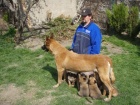 Malinois