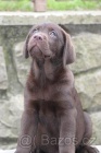 Labradorsk retriever-okoldov tntka  s PP