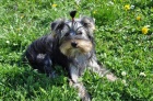 Jorkrsk terir/Yorkshire terrier fenka