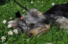 Jorkrsk terir/Yorkshire terrier fenka