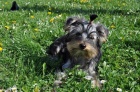 Jorkrsk terir/Yorkshire terrier fenka