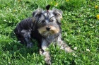 Jorkrsk terir/Yorkshire terrier fenka