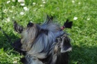 Jorkrsk terir/Yorkshire terrier fenka