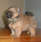 Nmeck pic trpasli / pomeranian s PP