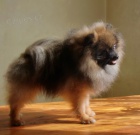 Nmeck pic trpasli / pomeranian s PP