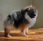 Nmeck pic trpasli / pomeranian s PP