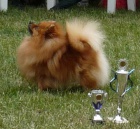 Nmeck pic trpasli / pomeranian s PP