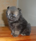 Nmeck pic trpasli / pomeranian s PP