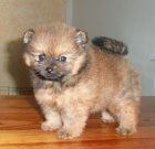 Nmeck pic trpasli / pomeranian s PP