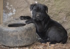 Cane corso tata s PP