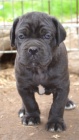 Cane corso tata s PP