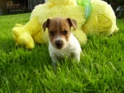 Jack Russell Terrier ttka