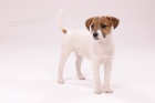 Parson a Jack Russell terir