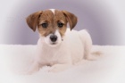 Parson a Jack Russell terir