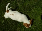 Jack Russell Terrier ttko