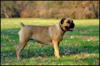 Prodm tata Boerboel, pikov rodie