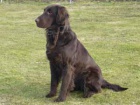 tata Flat Coated Retriever