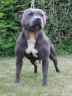 staffordshire bull terrier planned