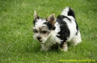 Biewer Yorkshire terrier