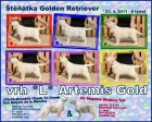 tata Golden Retriever s PP