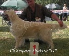 tata Golden Retriever s PP