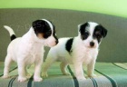 Jack a Parson Russell terir