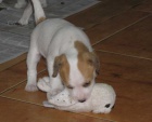 Parson russell terrier  kvalitn ttka s PP