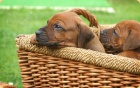 Rhodesian ridgeback - ttka s PP