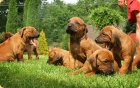 Rhodesian ridgeback - ttka s PP