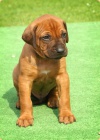 Rhodesian ridgeback - ttka s PP