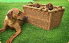 Rhodesian ridgeback - ttka s PP