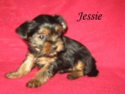 Yorkshire terrier s PP