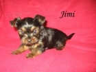 Yorkshire terrier s PP