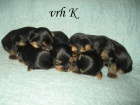 Yorkshire terrier s PP